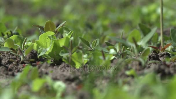 Morango arbustos cama em tempo ventoso vídeo — Vídeo de Stock