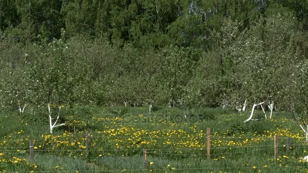 Apple kebun di musim panas — Stok Video