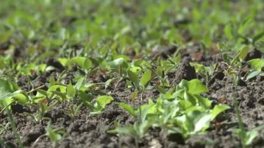 Sebze görünümü ile ekili alan yataklar