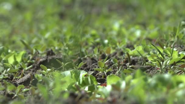 Morango arbustos cama em tempo ventoso vídeo — Vídeo de Stock