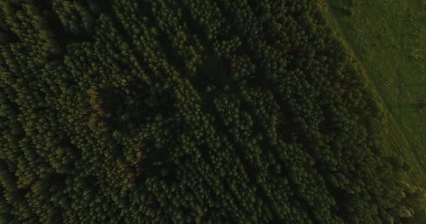 Вид з повітря на густий ліс влітку — стокове відео