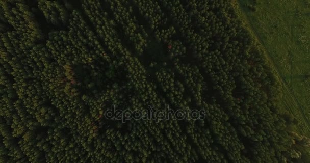 Aerial view of a thick forest in summer — Stock Footage Aerial view of a thick forest in summer Stock Footage