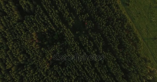 Вид з повітря на густий ліс влітку — стокове відео