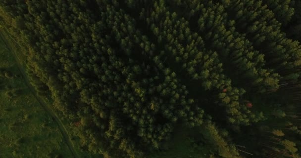 Luchtfoto van een dikke bos in de zomer — Stockvideo