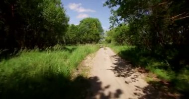 Orman yolu güneşli bir video