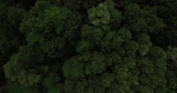 깊은 숲의 나무 꼭대기에 공중 보기 — 비디오
