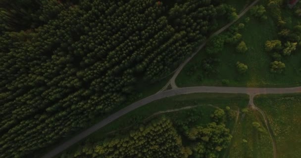 Vista aérea de uma floresta espessa no verão — Vídeo de Stock