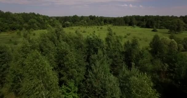 Beaux champs verts et forêt vue aérienne 