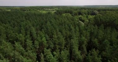 Yaz gününde bir kalın ormanın havadan görünümü