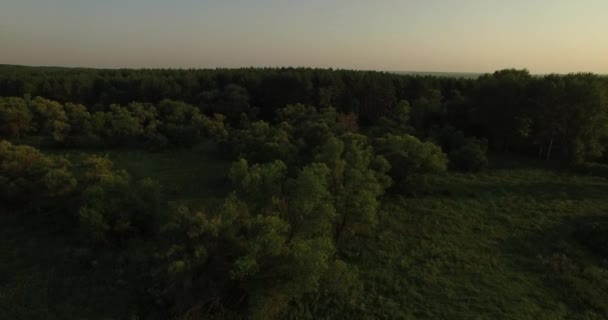 Letecký pohled na tlusté lesa v létě — Stock video