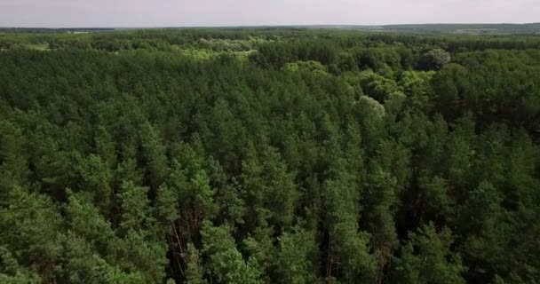 Αεροφωτογραφία του ένα παχύ δάσος σε καλοκαιρινή μέρα — Αρχείο Βίντεο