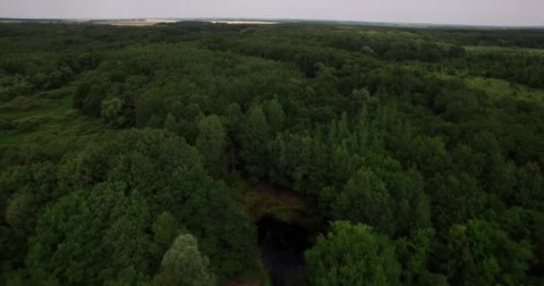 深い森の木のてっぺんの空中写真 — ストック動画