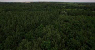 Derin bir orman ağacı kısımları üzerinde havadan görünümü