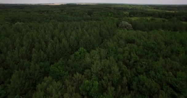 Вид с воздуха на вершины деревьев глубокого леса — стоковое видео