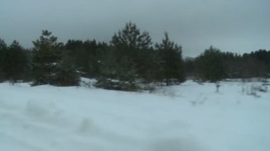 Soğuk bir günde, kış ormanı.