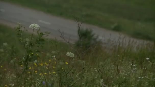 Полевые цветы в ветреный день в летнем видео — стоковое видео