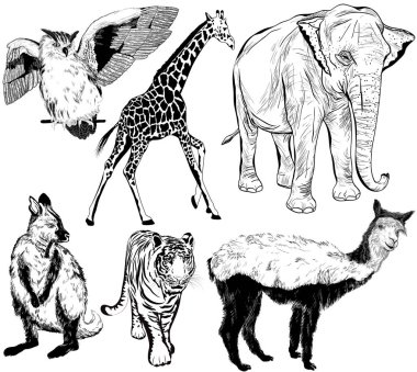 hand drawn animal (alpaca, Ring - tailed lemur, giraffe, eagle-o clipart