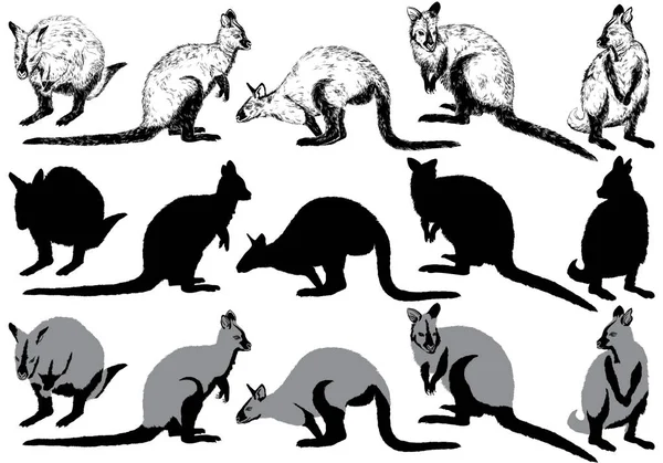Zestaw kangur na białym tle — Wektor stockowy