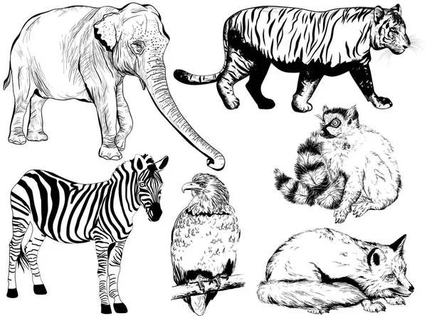 Handgezeichnetes Tier (Fuchs, Ringelmaki, Zebra, Elefant, Ti — Stockvektor