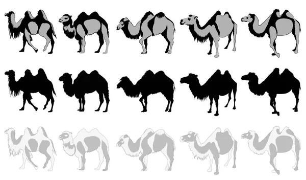 Набор верблюдов — стоковый вектор