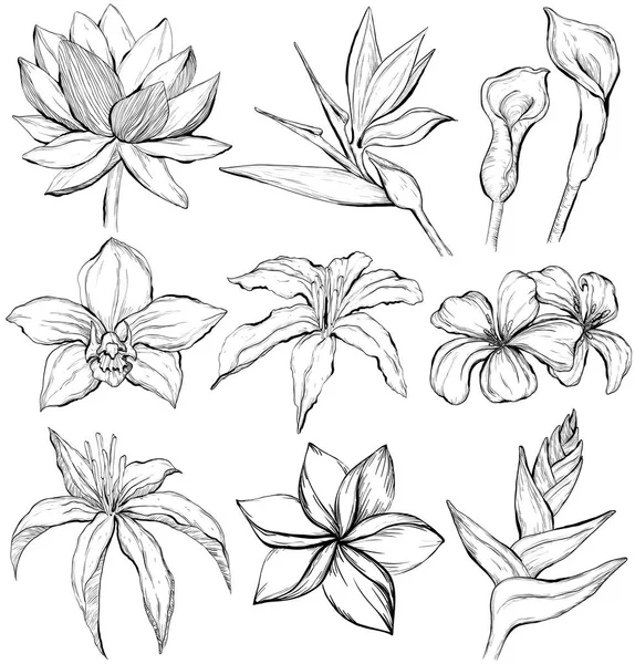 Τροπικά λουλούδια - στυλ σκίτσο — Διανυσματικό Αρχείο