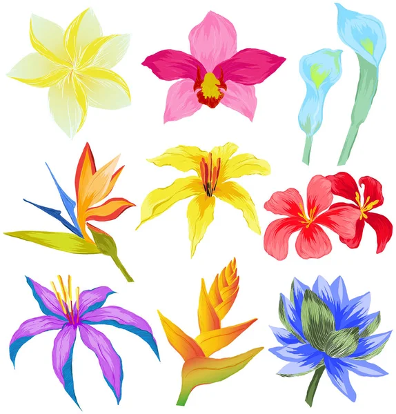熱帯の花のベクトルを設定 — ストックベクタ