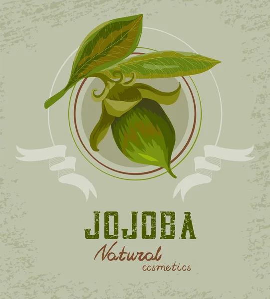Jojoba växt logotyp — Stock vektor