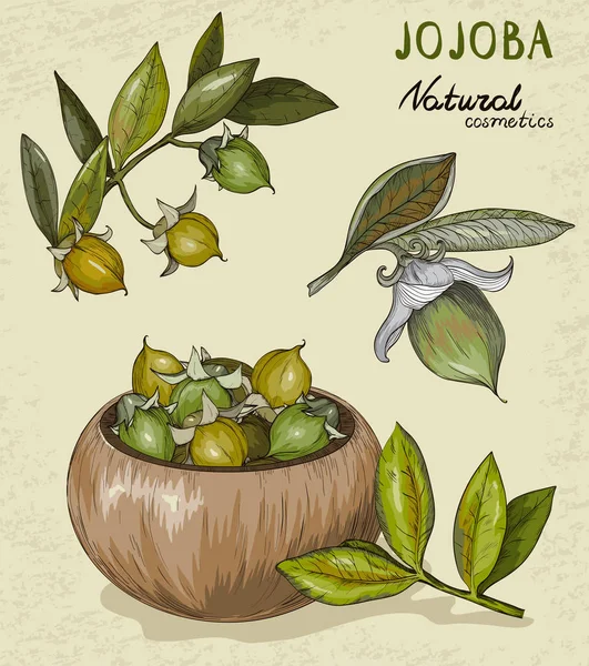 Uppsättning av ekologisk Jojoba frukt — Stock vektor