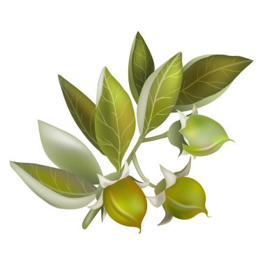 Jojoba meyve, organik kozmetik için öğe