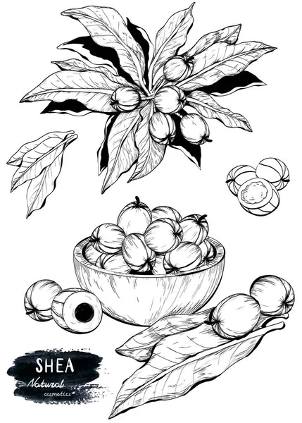 Bosquejo dibujado a mano de la planta de nueces de karité, bayas, frutas — Vector de stock