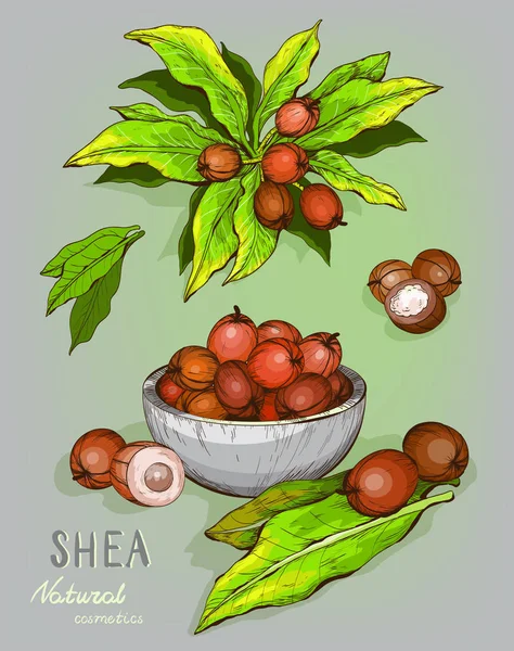 Shea fındık tesisi, berry, meyve