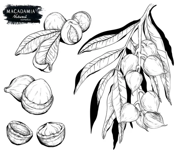 Macadamia nut ve şube. Beyaz üzerine siyah