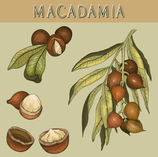 Hand getrokken Macadamia noten en tak — Stockvector