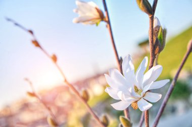 Manolya çiçek bahar zaman güneş ışığı altında