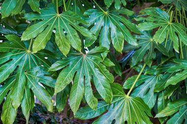 Arka plan büyük yeşil tropikal yaprak ile