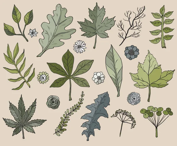 Hojas y plantas dibujadas a mano. ilustraciones vectoriales — Vector de stock