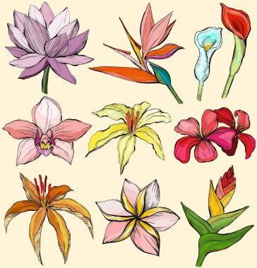 Tropik çiçekler - nilüfer, orkide, akasma, plumeria, frangipani, cennet kuşu ve ebegümeci