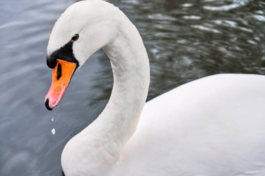 Güzel beyaz kuğu kuş