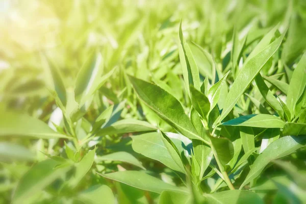 Hojas de té verde en una plantación de té — Foto de Stock