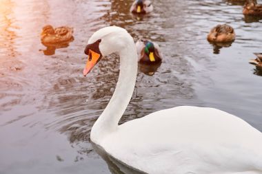 Güzel beyaz kuğu kuş, tonda