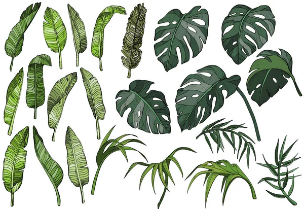 Conjunto de hojas de palmeras tropicales vectoriales, plantas de la selva — Archivo Imágenes Vectoriales