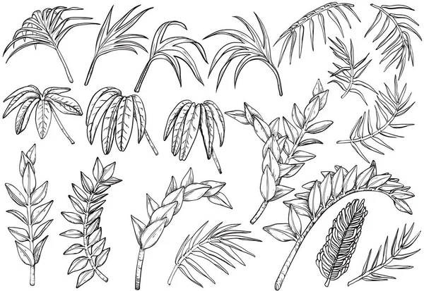 Plantas de la selva de palma tropical dibujadas a mano — Vector de stock