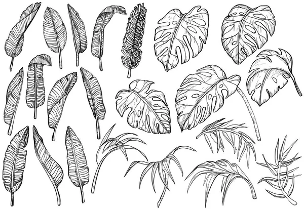 Daun hutan tropis ditata - Stok Vektor