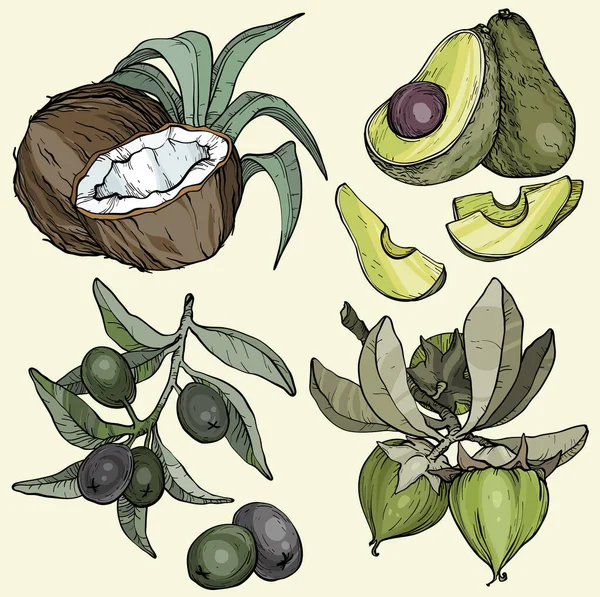 Vectorset van ingrediënten voor voeding en cosmetische verzorging. Avocado, jojoba, olijfplant, kokosnoot, karitéboter. — Stockvector