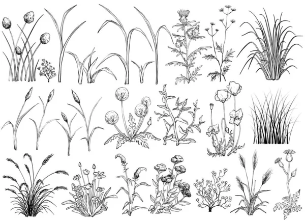 Flores de campo y hierba, ilustración dibujada a mano en blanco y negro — Vector de stock