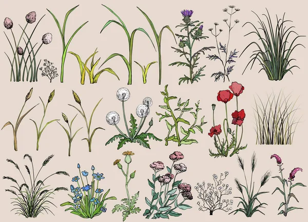 Flores de campo e grama, ilustração desenhada à mão — Vetor de Stock
