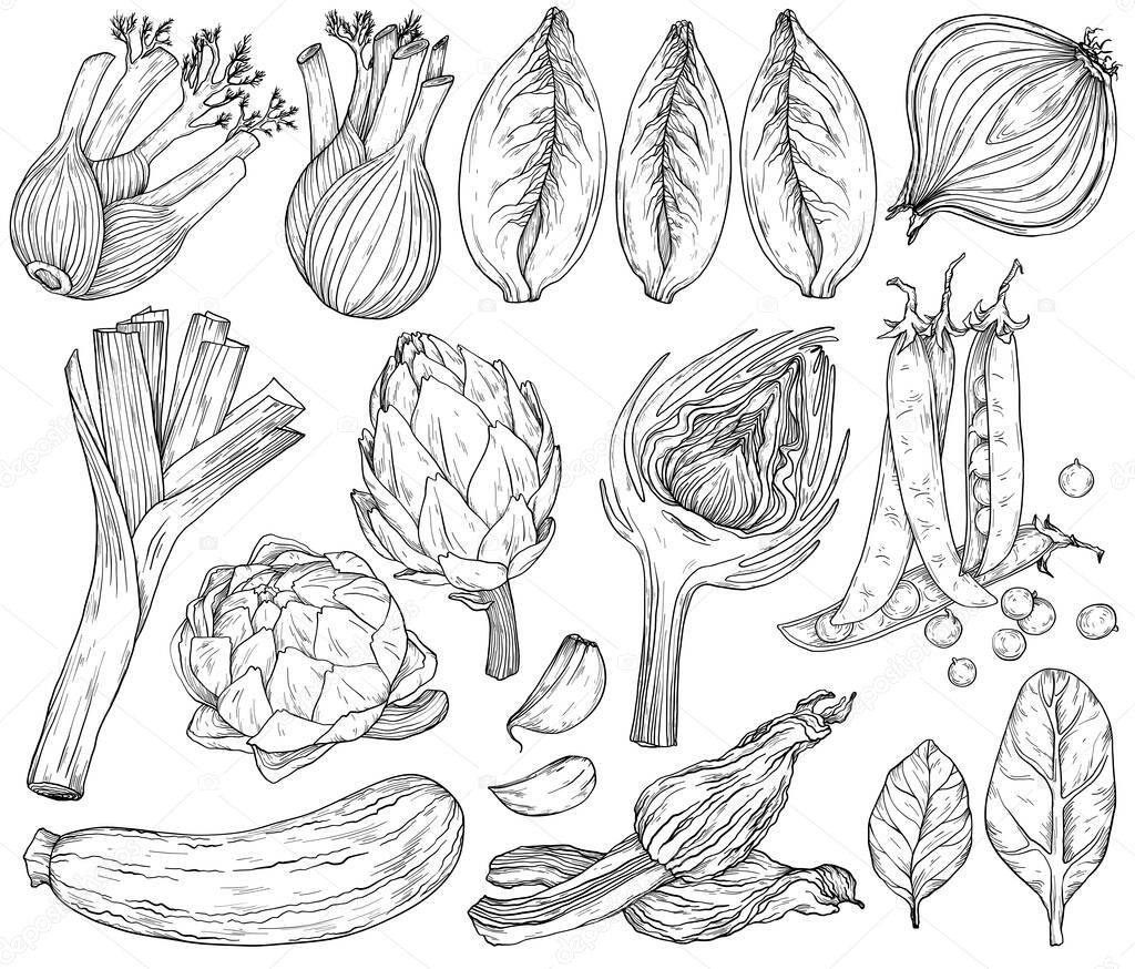 Set of nature mediterranean vegetables. Fresh organic food. Vegetables vintage Hand-drawn sketch. Black and white