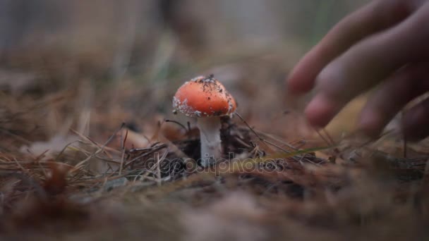 Sluit uit hand pakt een paddestoel Vliegenzwam in het bos — Stockvideo