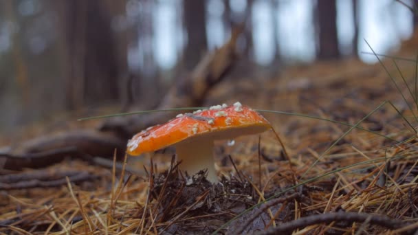 Sluit uit hand pakt een paddestoel Vliegenzwam in het bos — Stockvideo