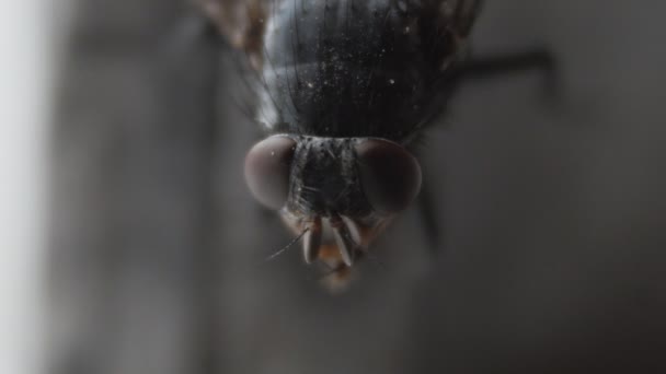 Vliegen huisvlieg insect macro — Stockvideo